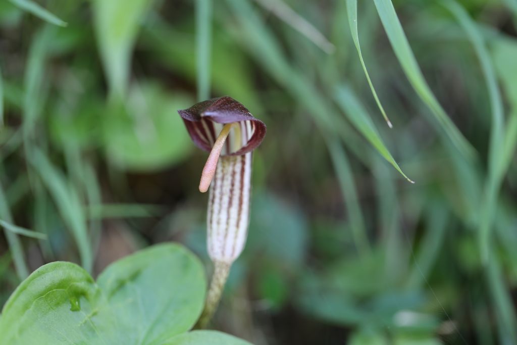 pianta da identificare